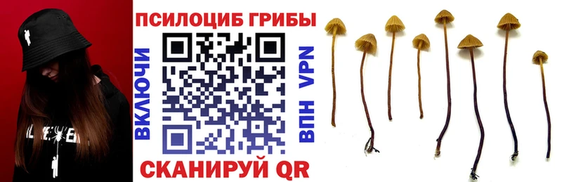 Псилоцибиновые грибы Cubensis  сколько стоит  дарк нет состав  Чистополь 